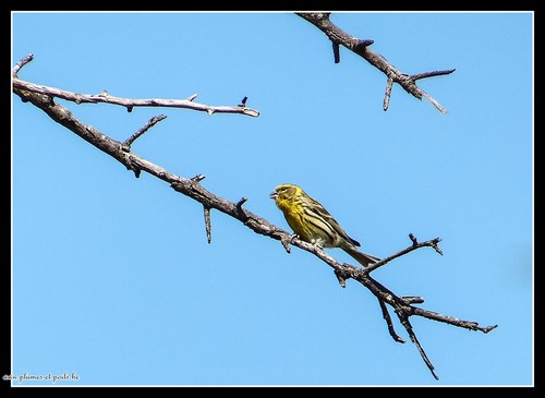 Serin cini